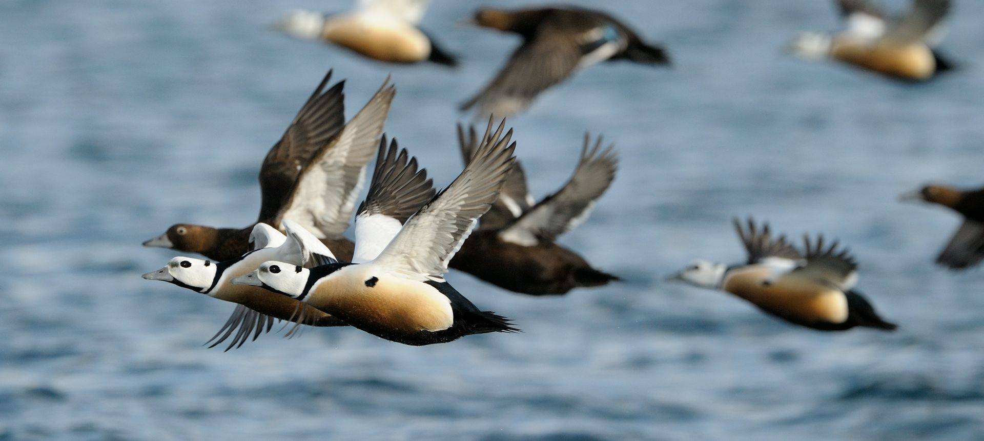 Steller'S Eiders Shutterstock 228735337