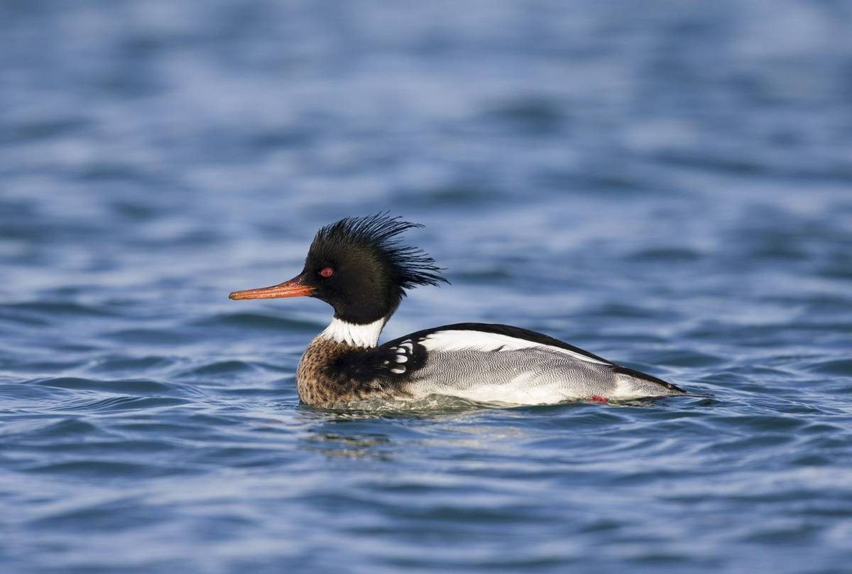 Red-breasted Merganser shutterstock_1337824730.jpg