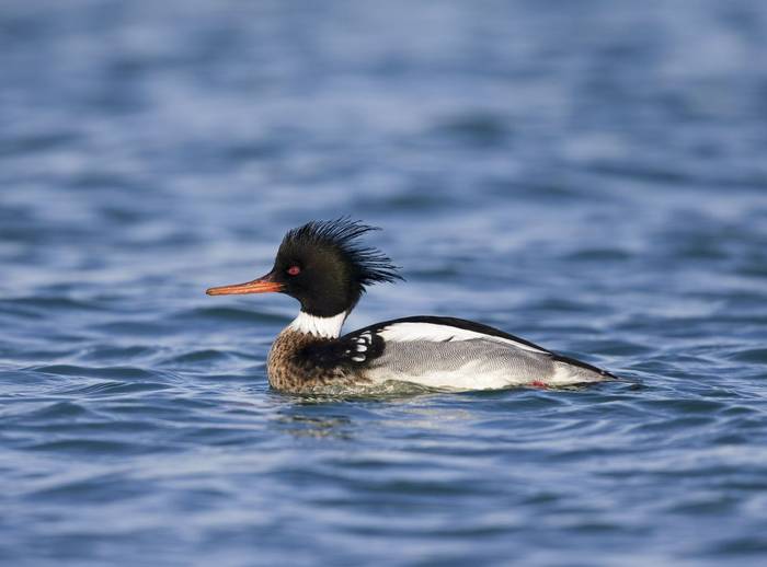 Red-breasted Merganser shutterstock_1337824730.jpg