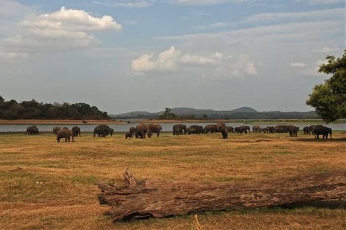 Asian Elephants gathering, Minneriya National Park (Tom Mills)