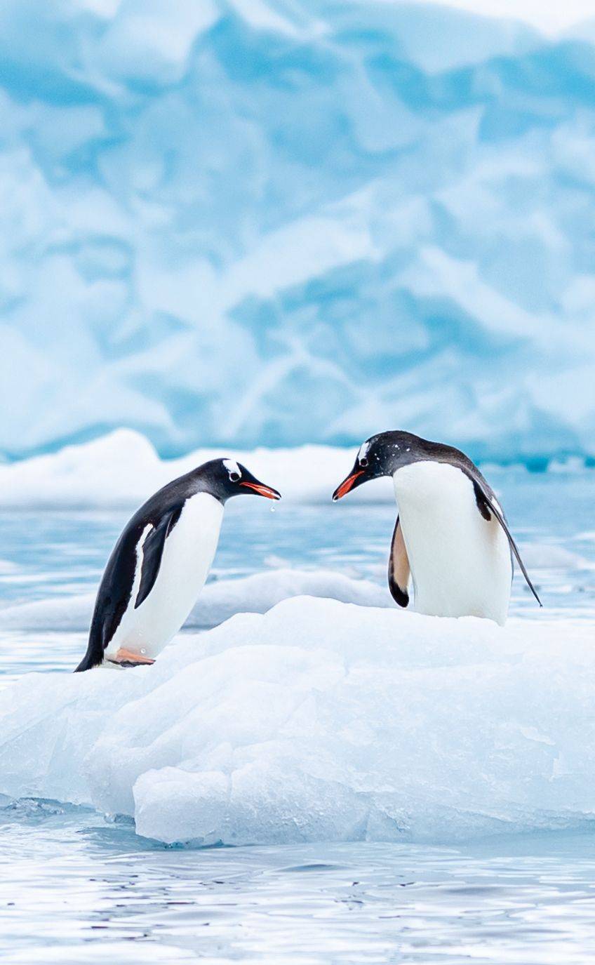 Wildlife cruises to the most spectacular regions on Earth