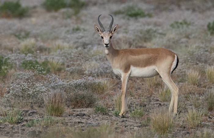 Goitered Gazelle © Chris Griffin, May 2025
