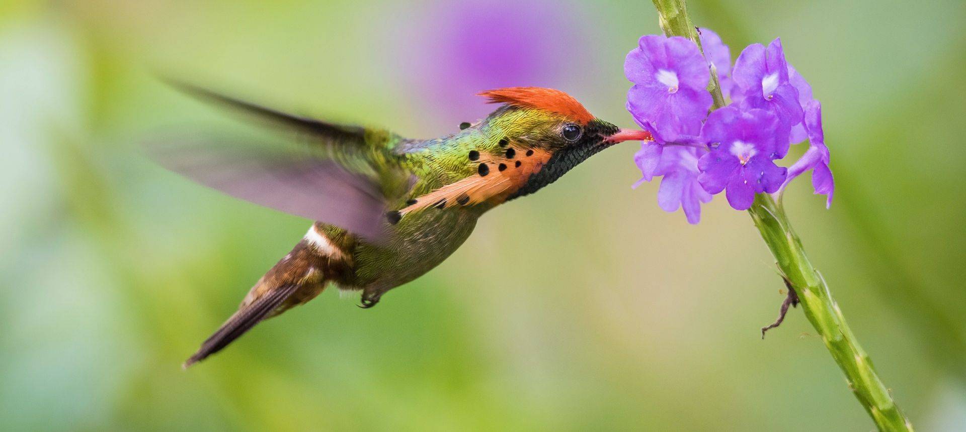 Tufted Coquette Shutterstock 1028537791