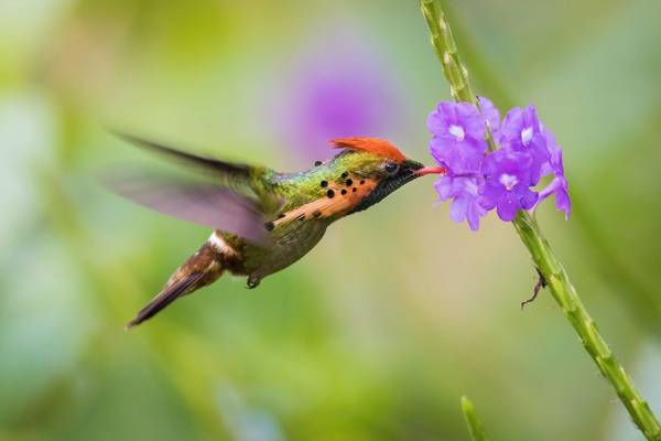 Tufted Coquette Shutterstock 1028537791