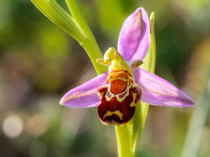 Bee Orchid shutterstock_197189681.jpg