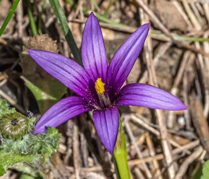 sand crocus