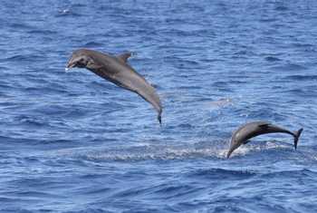 Pantropical Spotted Dolphins (Dave Jackson).jpg
