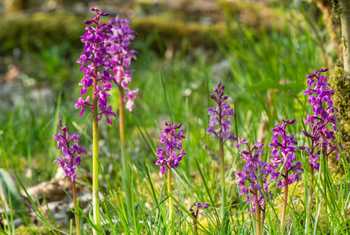 Early Purple Orchid, UK shutterstock_1111844996.jpg