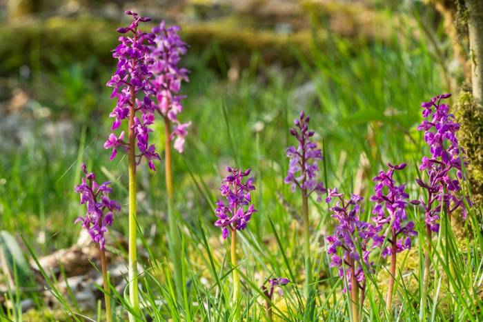 Early Purple Orchid, UK shutterstock_1111844996.jpg