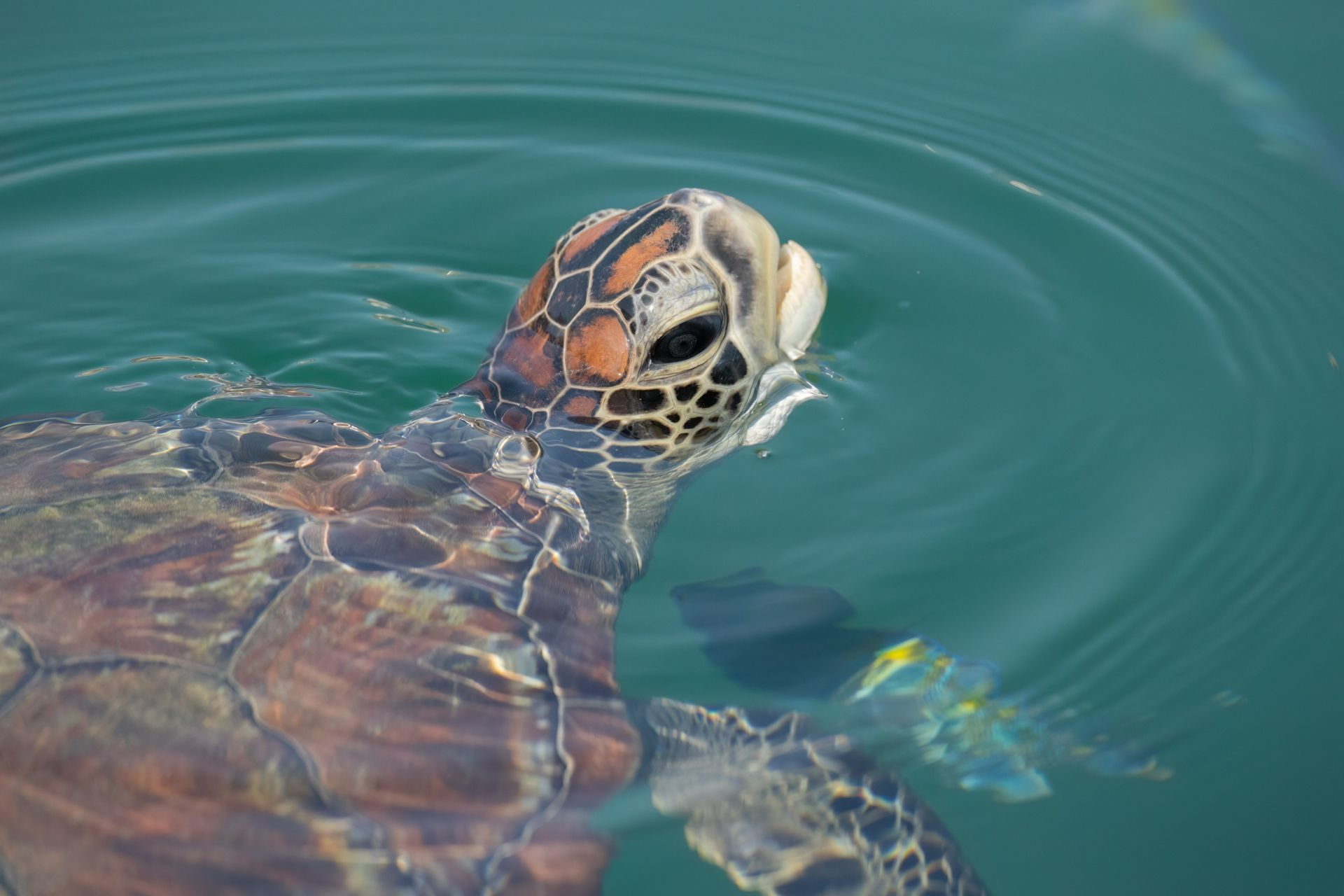 Green Turtle Image