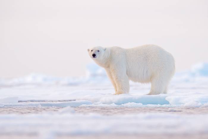 Polar Bear shutterstock_1357891877.jpg