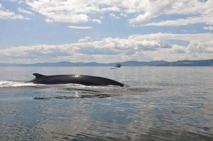 Fin Whale, Lawrence River, Canada shutterstock_123891838.jpg