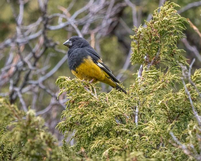 White-winged Grosbeak © M. Valkenburg