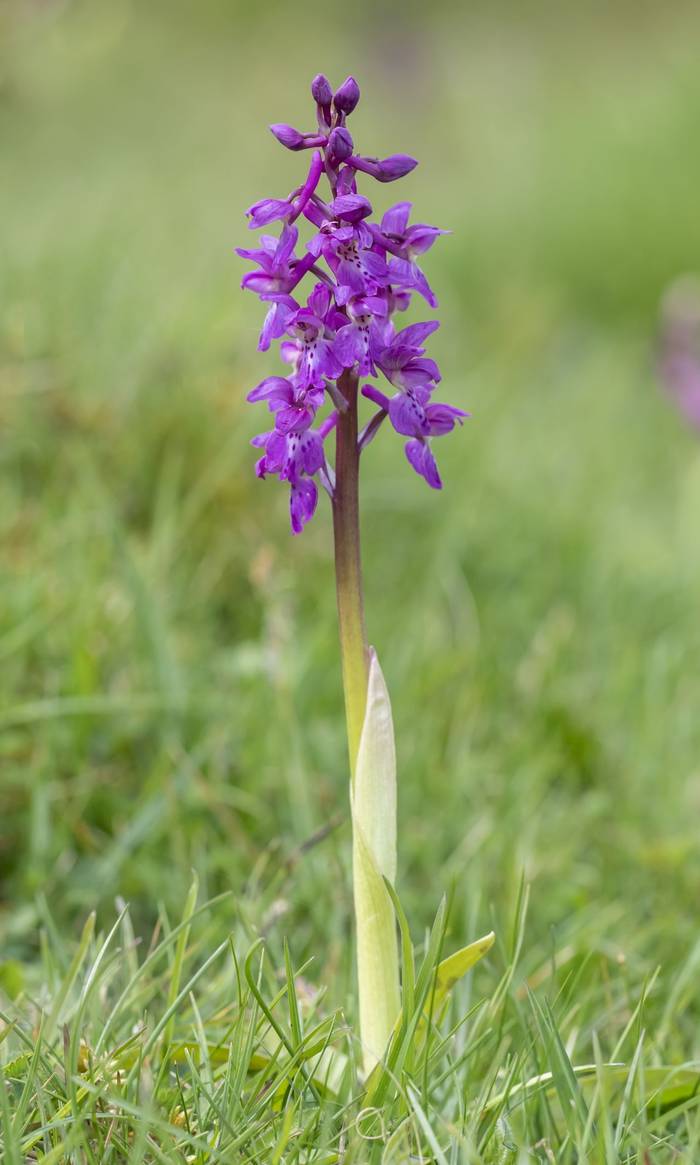Early Purple Orchid (Bob Eade)