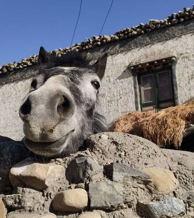 Horse in Tangge village in Upper Mustang