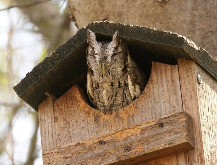Eastern Screech Owl (NBC)
