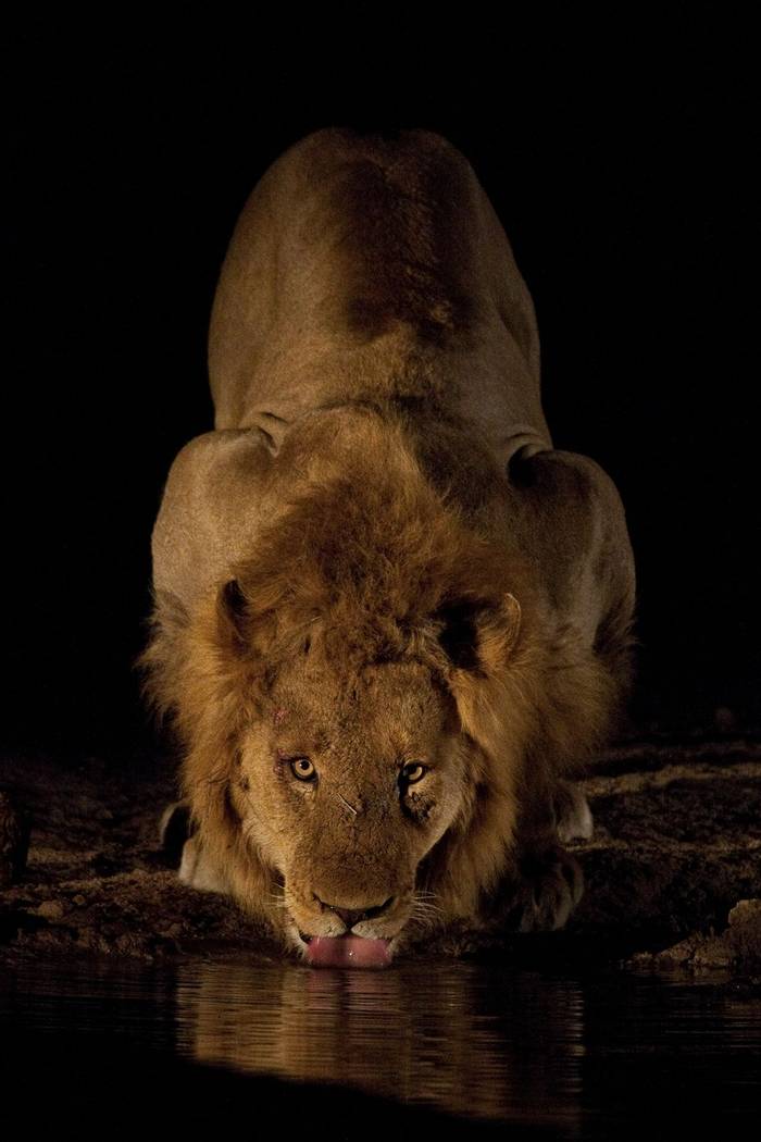Lion (Leon Marais)