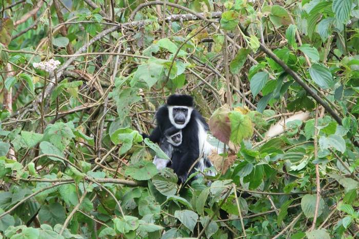 Mantled Guereza © Tim Young, November 2025 tour.JPG
