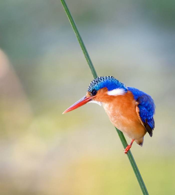 Malachite Kingfisher, Kruger NP, South Africa (Johan Swanepoel).jpg