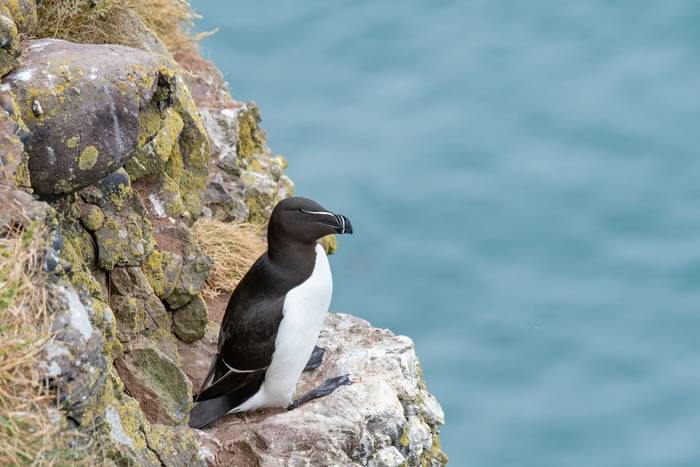 British Channel Islands Wildlife History Naturetrek