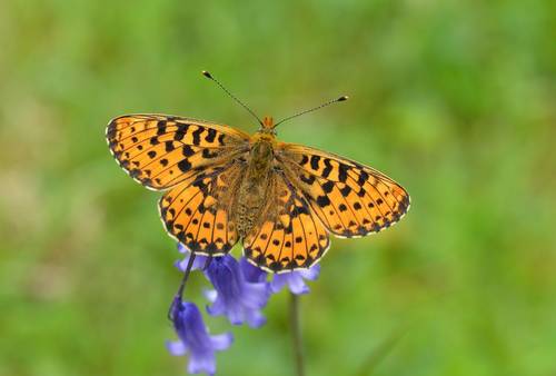 Spring Butterflies of Sussex - Naturetrek