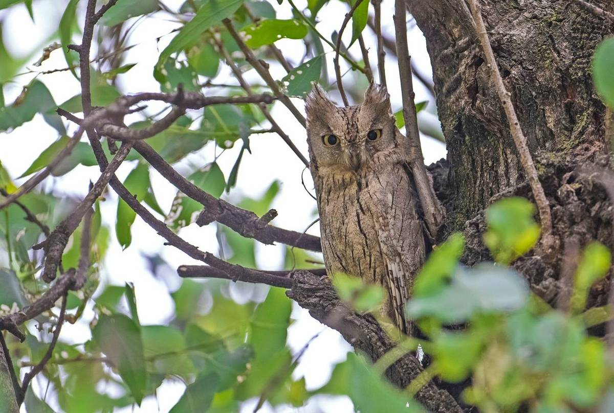 Pallid Scops Owl