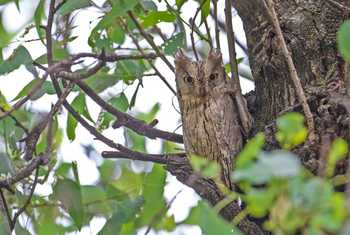 Pallid Scops Owl