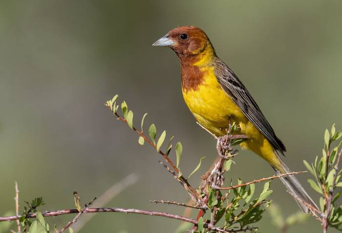 Red-headed Bunting © Chris Griffin, May 2025