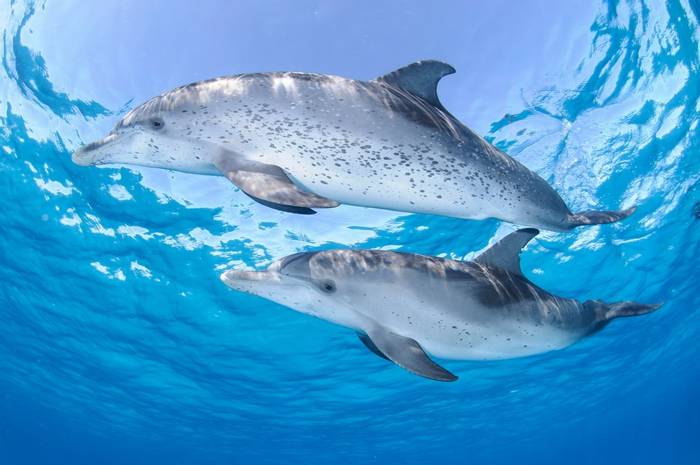Dolphins, Bahamas