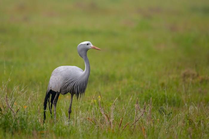 Blue Crane