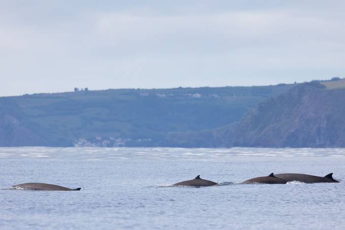Sowerby's Beaked Whales (Sara Frost).jpg