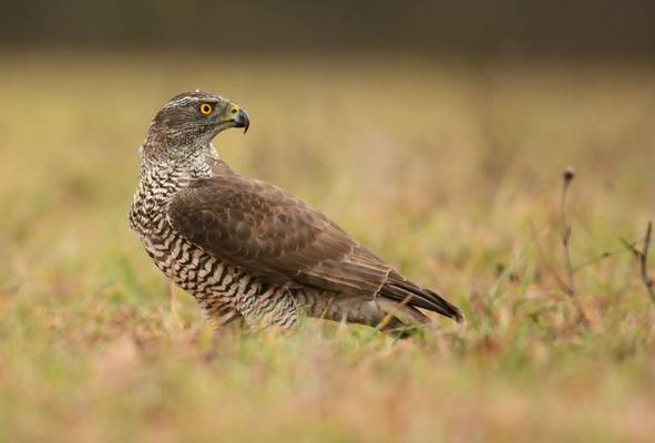 Goshawk shutterstock_341288180.jpg