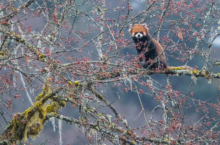 Red Panda (Tim Melling)