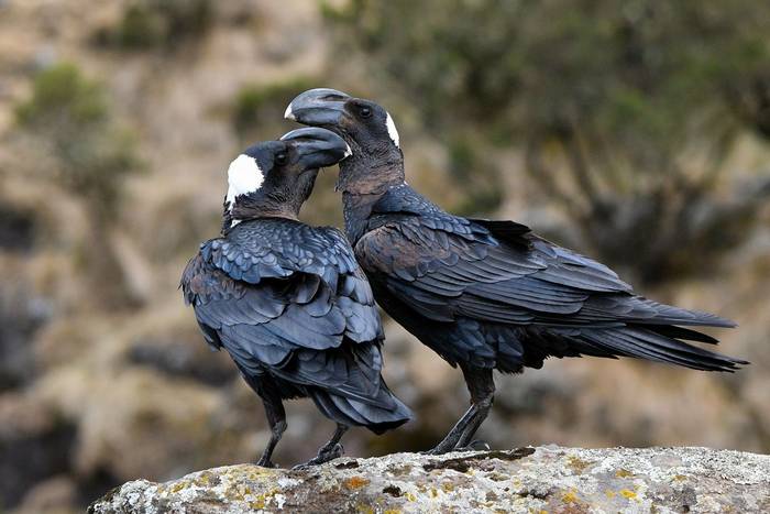 Thick-billed Ravens © Helen Pinchin