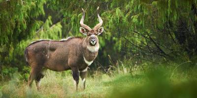Mountain Nyala, Ethiopia Image
