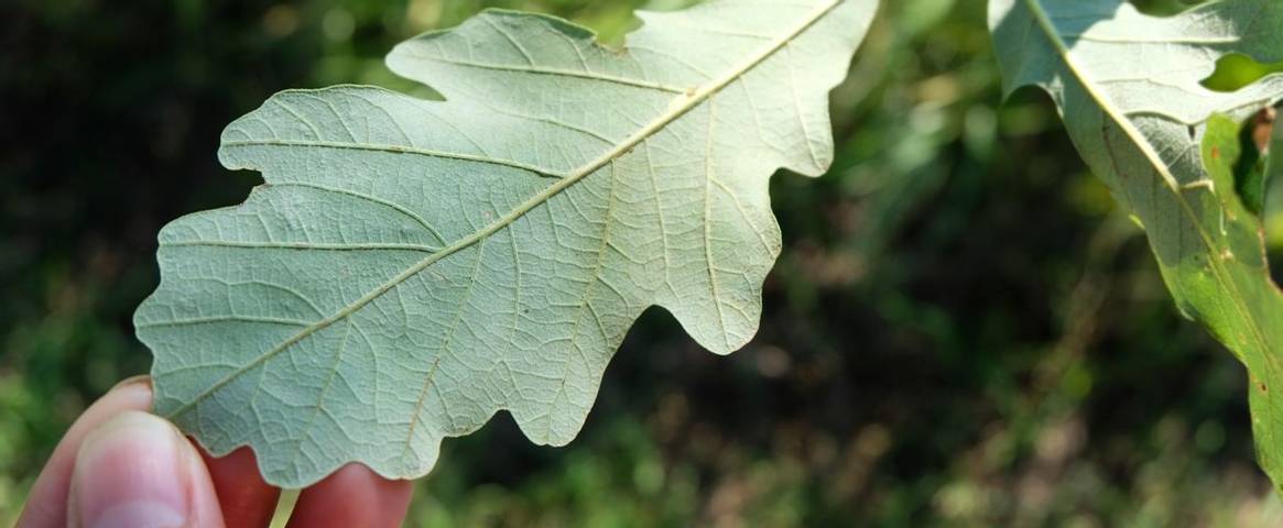 Hands holding an Oak leaf
