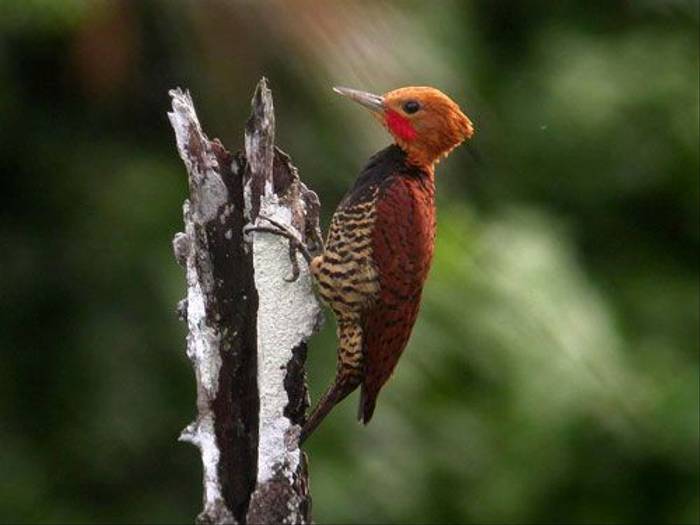 Ringed Woodpecker (Mark Corder)