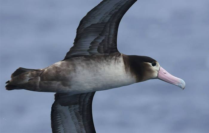 imm Short-tailed Albatross (Matt Eade).jpg