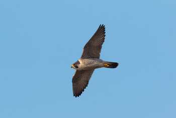 Peregrine Falcon, UK shutterstock_1066404494.jpg