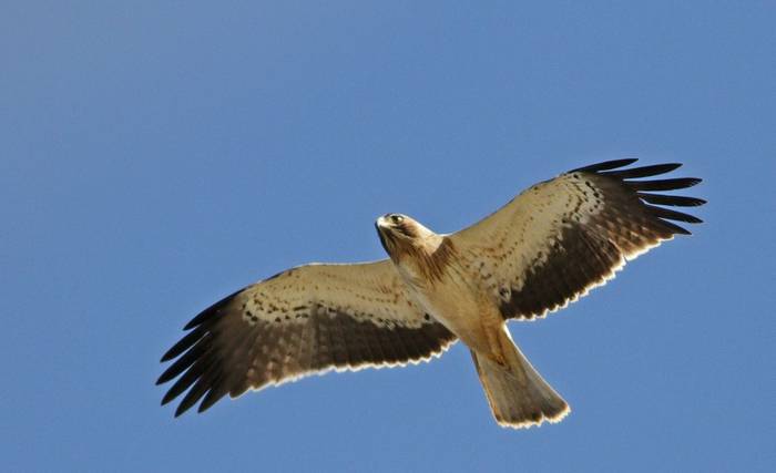 Booted Eagle (Andy Smith)