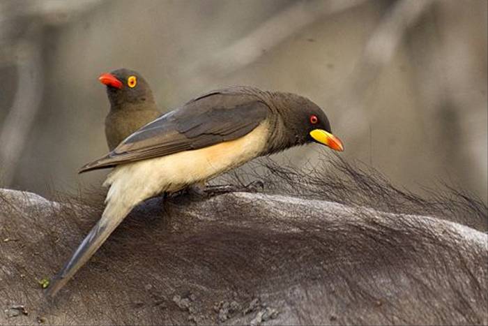 Red-billed & Yellow-billed Oxpeckers (Leon Marais)