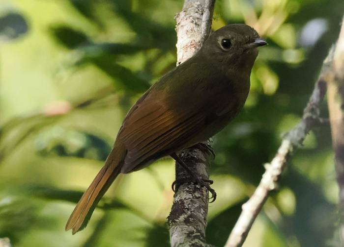 Greenish Schiffornis (Andy Foster)
