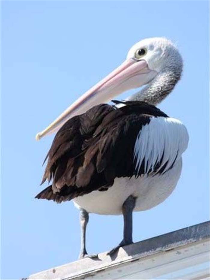 Australian Pelican (Susan Jenkins)