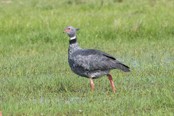 Southern Screamer © James Warren, May 2026 (2).jpg