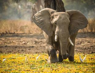 Botswana's Desert & Delta (Mammals)