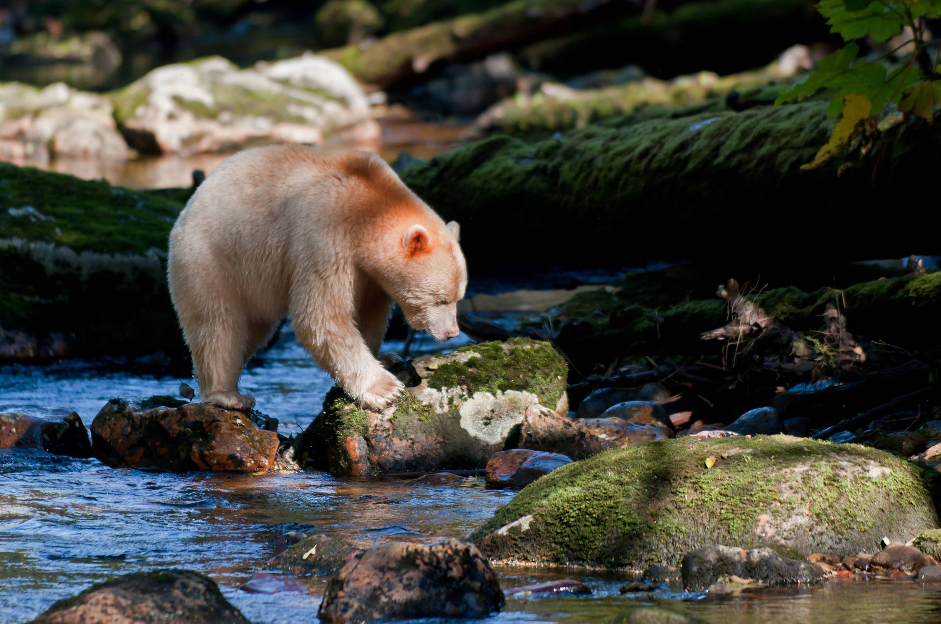 spirit bear tours vancouver island