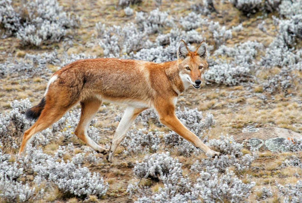 Ethiopian Wolf Shutterstock 1162244404 (1)