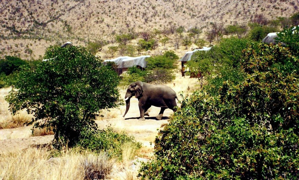 Namibia - Huab Lodge - Elephant in Backyard - Agent Photo.jpg