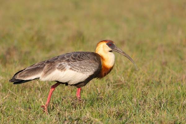 Buff-necked Ibis