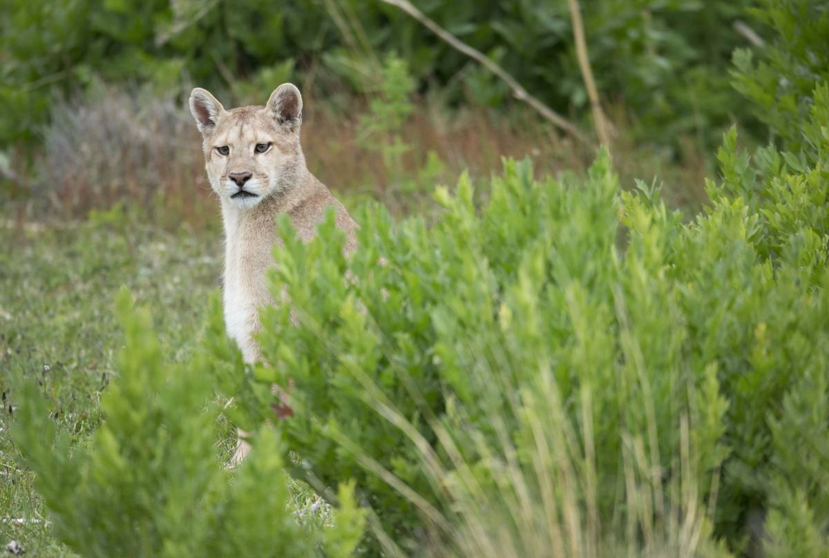 Puma, Chile shutterstock_353703056.jpg